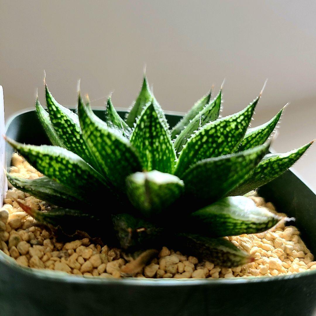 ナイルの一滴 実生選抜苗 特A 多肉植物 ハオルチア アロエ