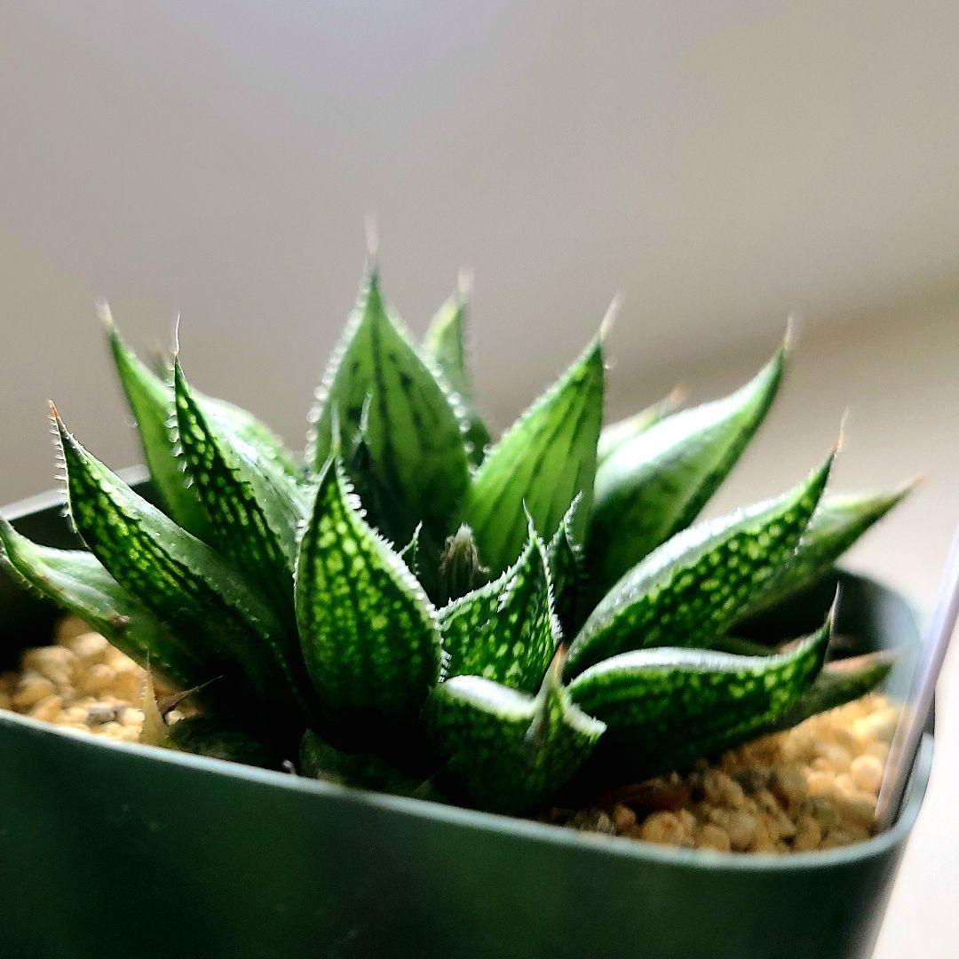 ナイルの一滴 実生選抜苗 特A 多肉植物 ハオルチア アロエ