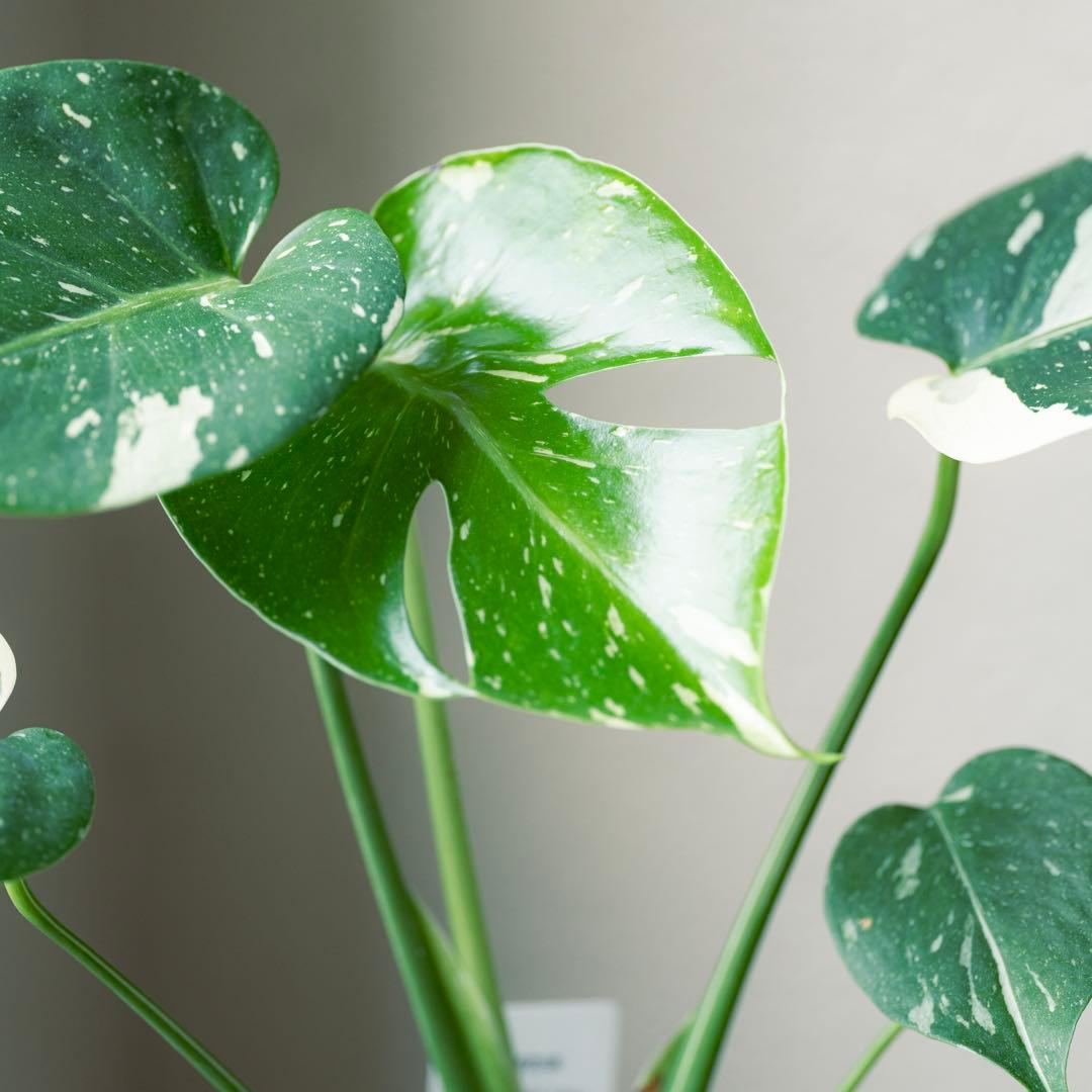 美斑 モンステラ タイコンステレーション クリームブリュレ 斑入り 鉢ごと