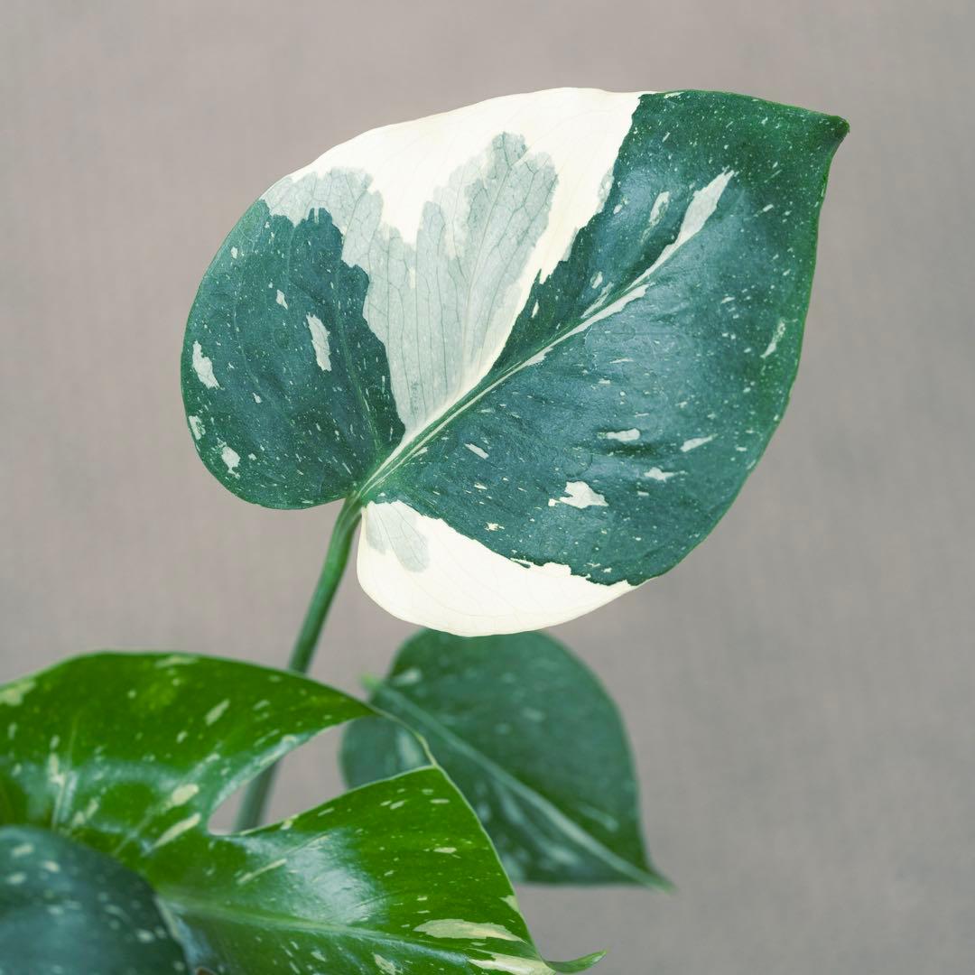 美斑 モンステラ タイコンステレーション クリームブリュレ 斑入り 鉢ごと