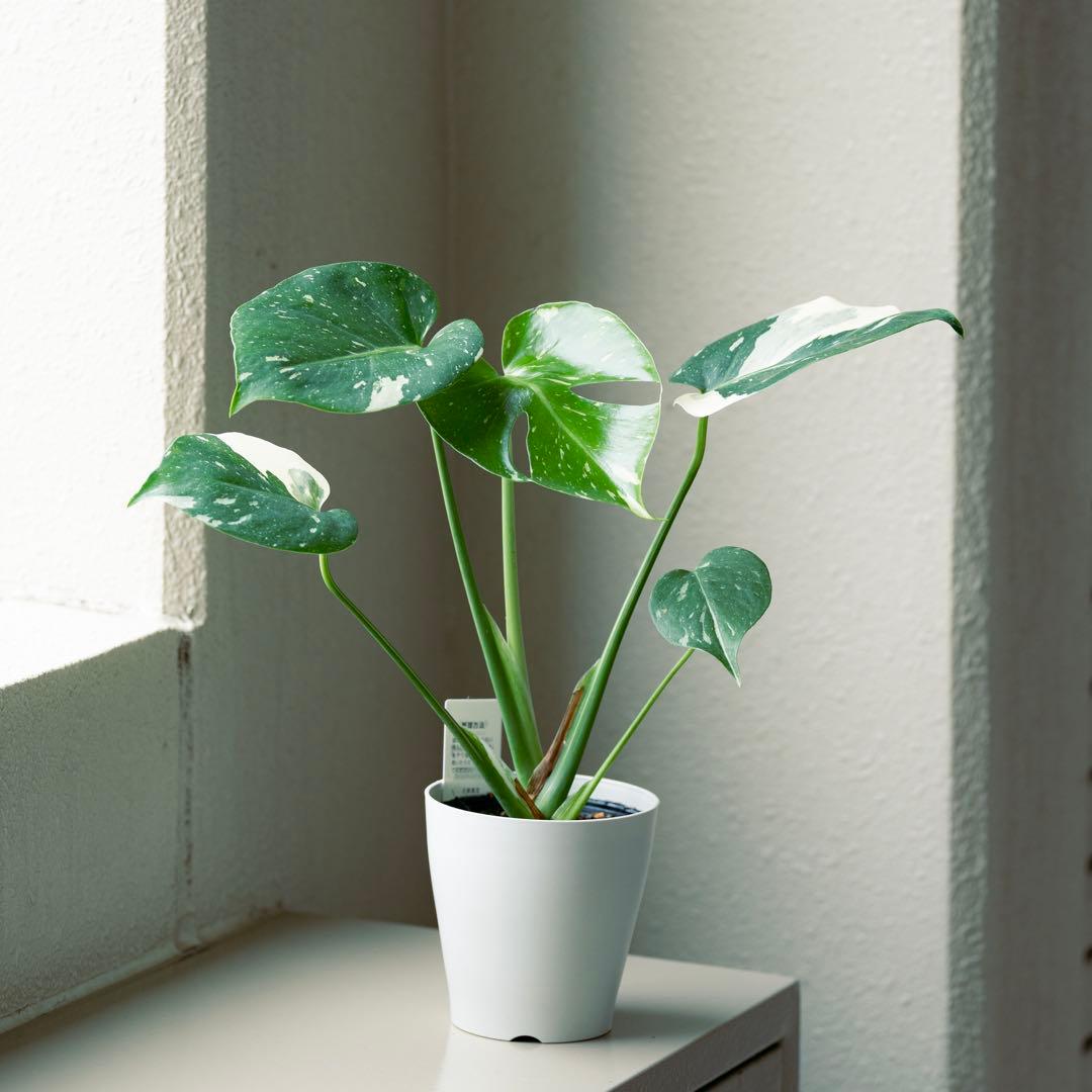 美斑 モンステラ タイコンステレーション クリームブリュレ 斑入り 鉢ごと