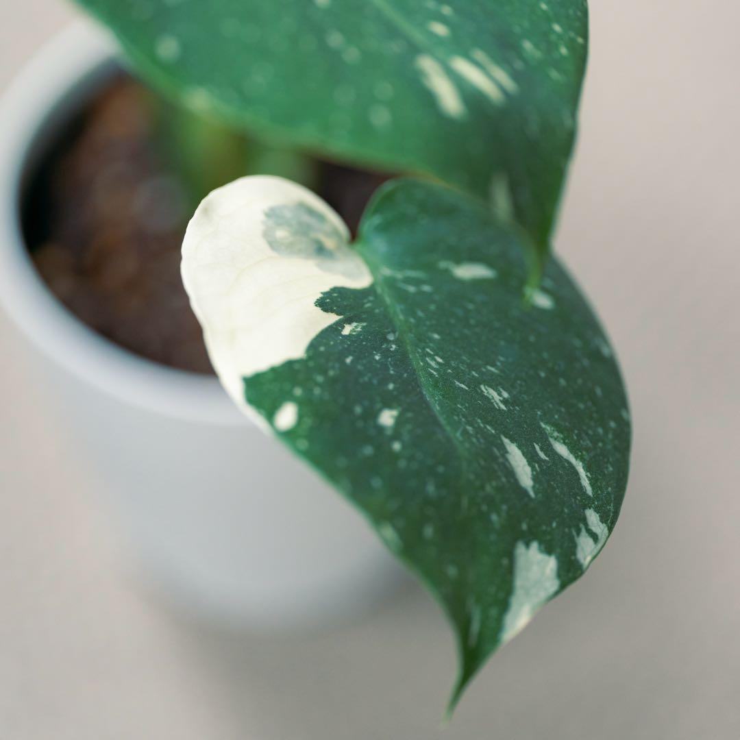 美斑 モンステラ タイコンステレーション クリームブリュレ 斑入り 鉢ごと