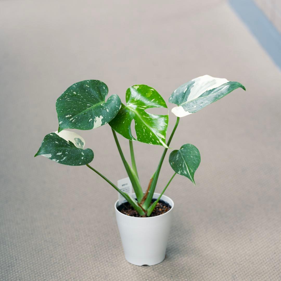 美斑 モンステラ タイコンステレーション クリームブリュレ 斑入り 鉢ごと