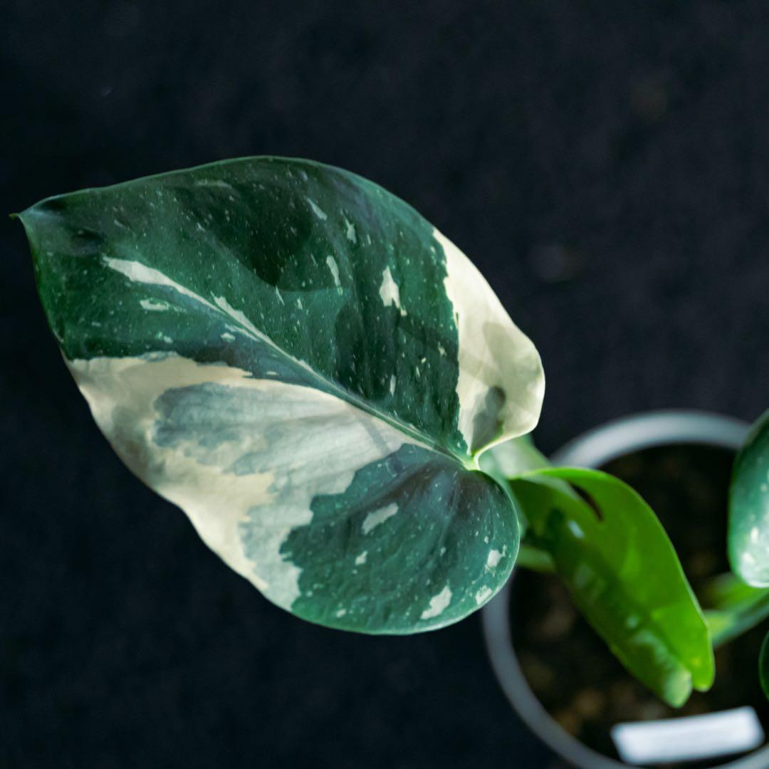 美斑 モンステラ タイコンステレーション クリームブリュレ 斑入り 鉢ごと