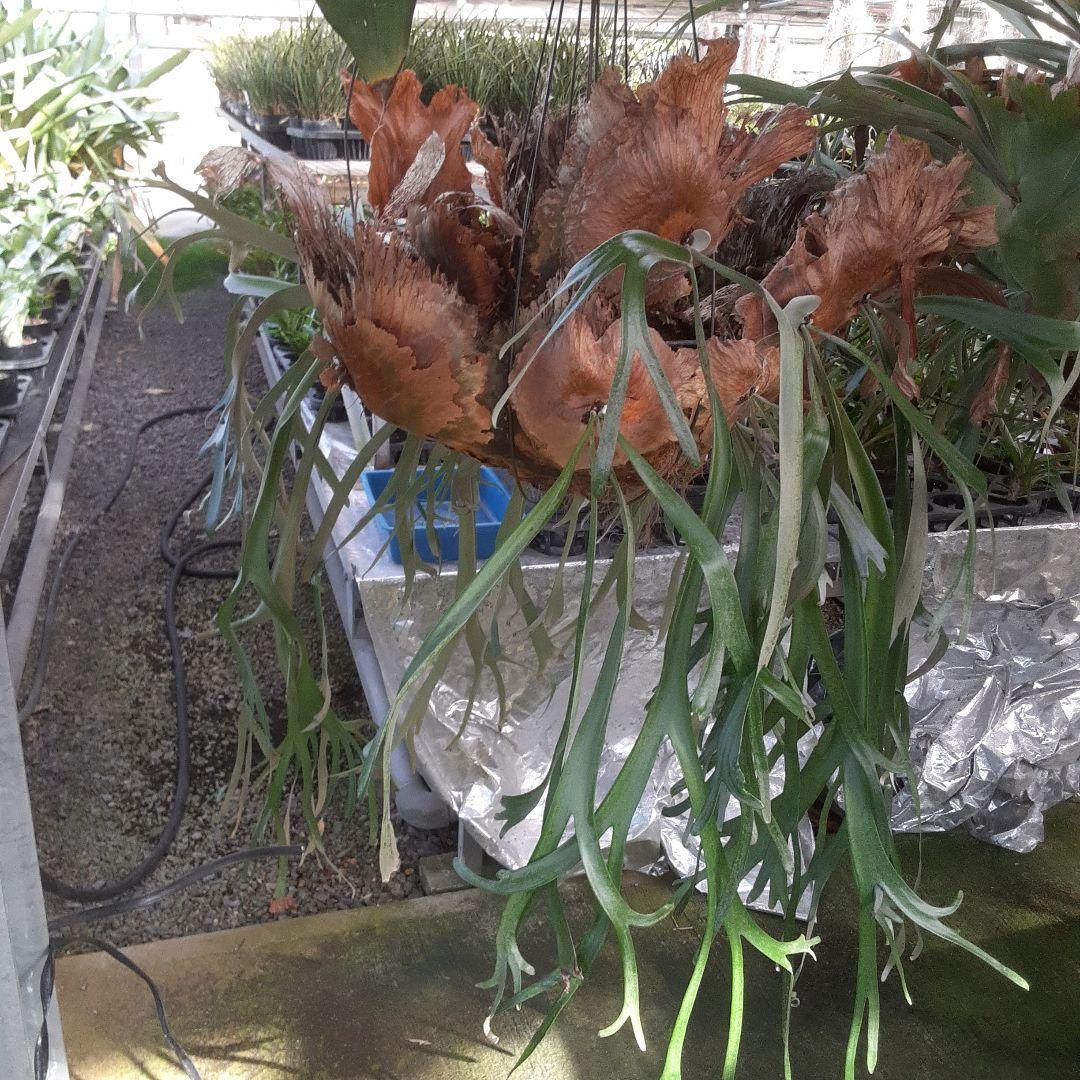 ウイリンキー　ビカクシダ