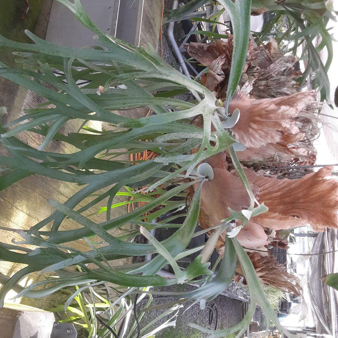 ウイリンキー　ビカクシダ