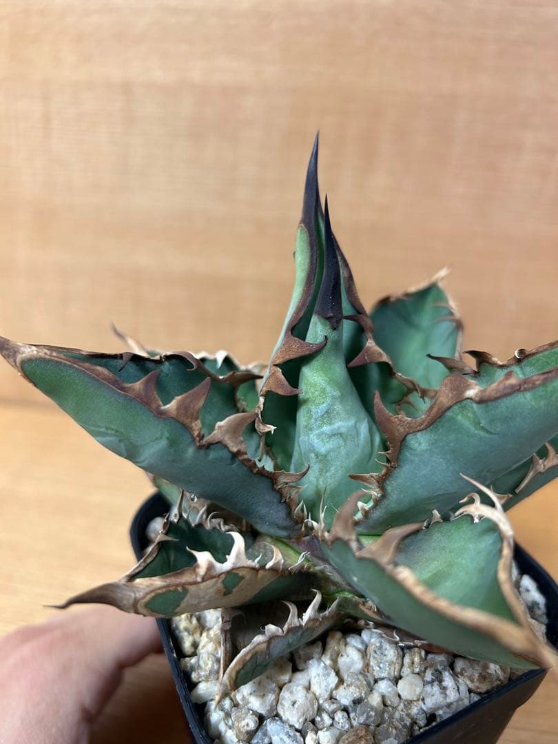 アガべ　チタノタ　オテロイ実生中株　オアハカ　ウリエル　ハデス　ハイブリッド