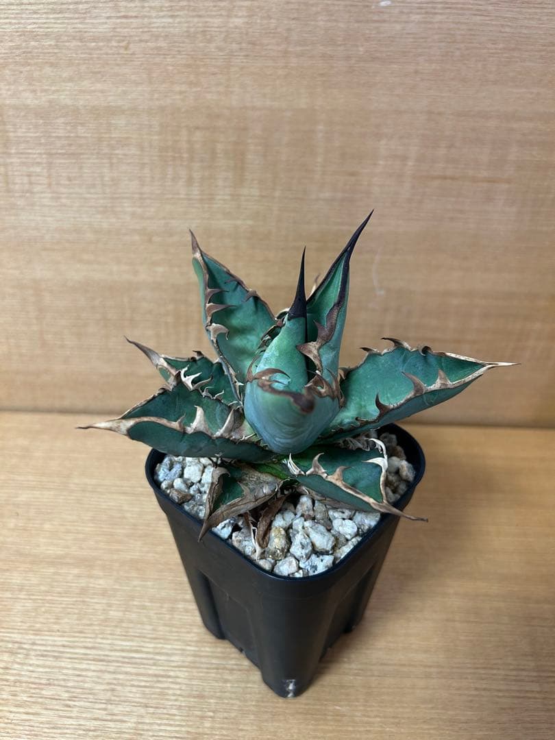 アガべ　チタノタ　オテロイ実生中株　オアハカ　ウリエル　ハデス　ハイブリッド