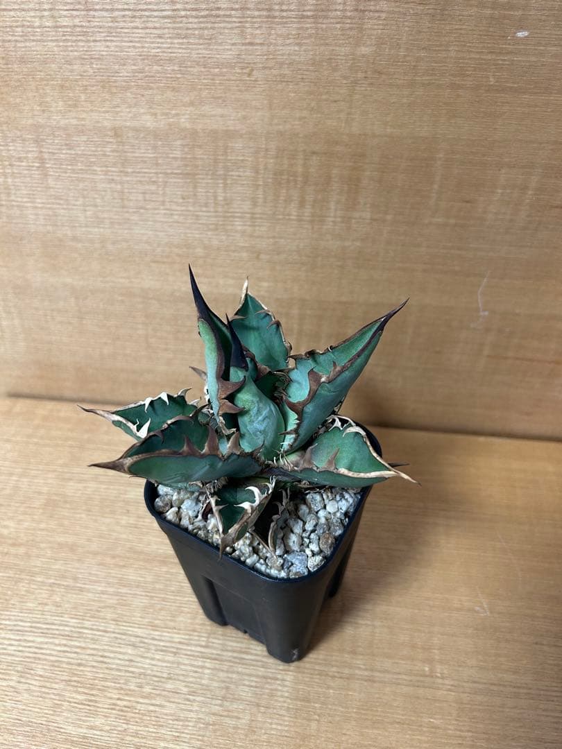 アガべ　チタノタ　オテロイ実生中株　オアハカ　ウリエル　ハデス　ハイブリッド