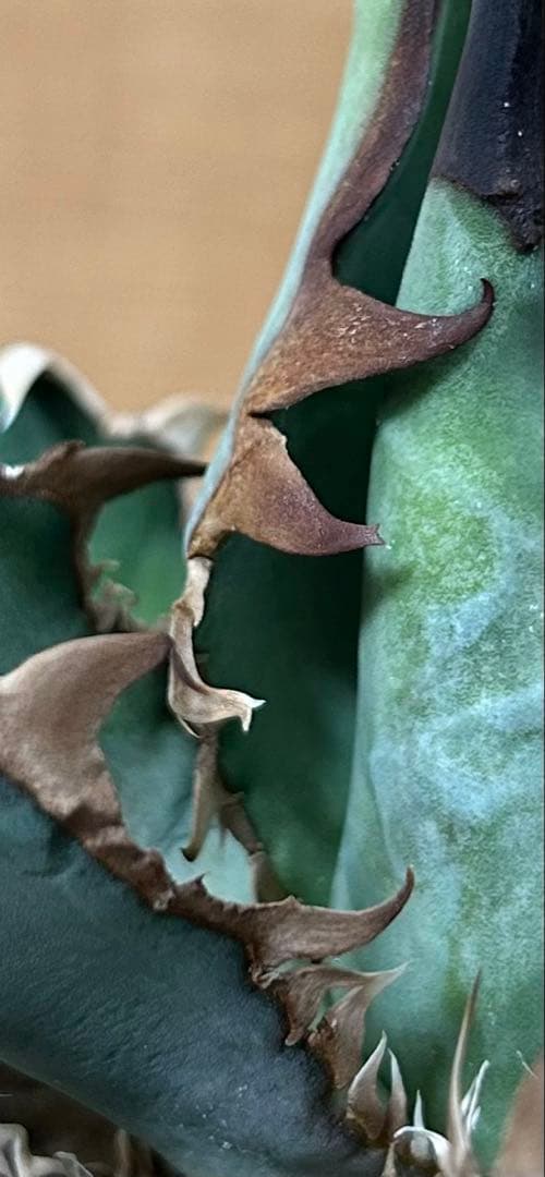 アガべ　チタノタ　オテロイ実生中株　オアハカ　ウリエル　ハデス　ハイブリッド