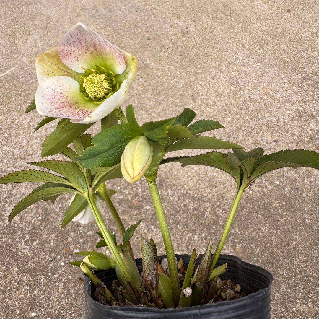 191 クリスマスローズ　開花株