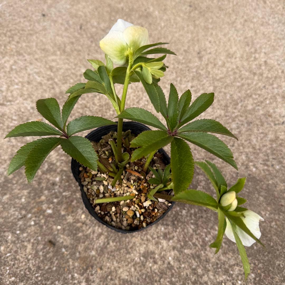 191 クリスマスローズ　開花株