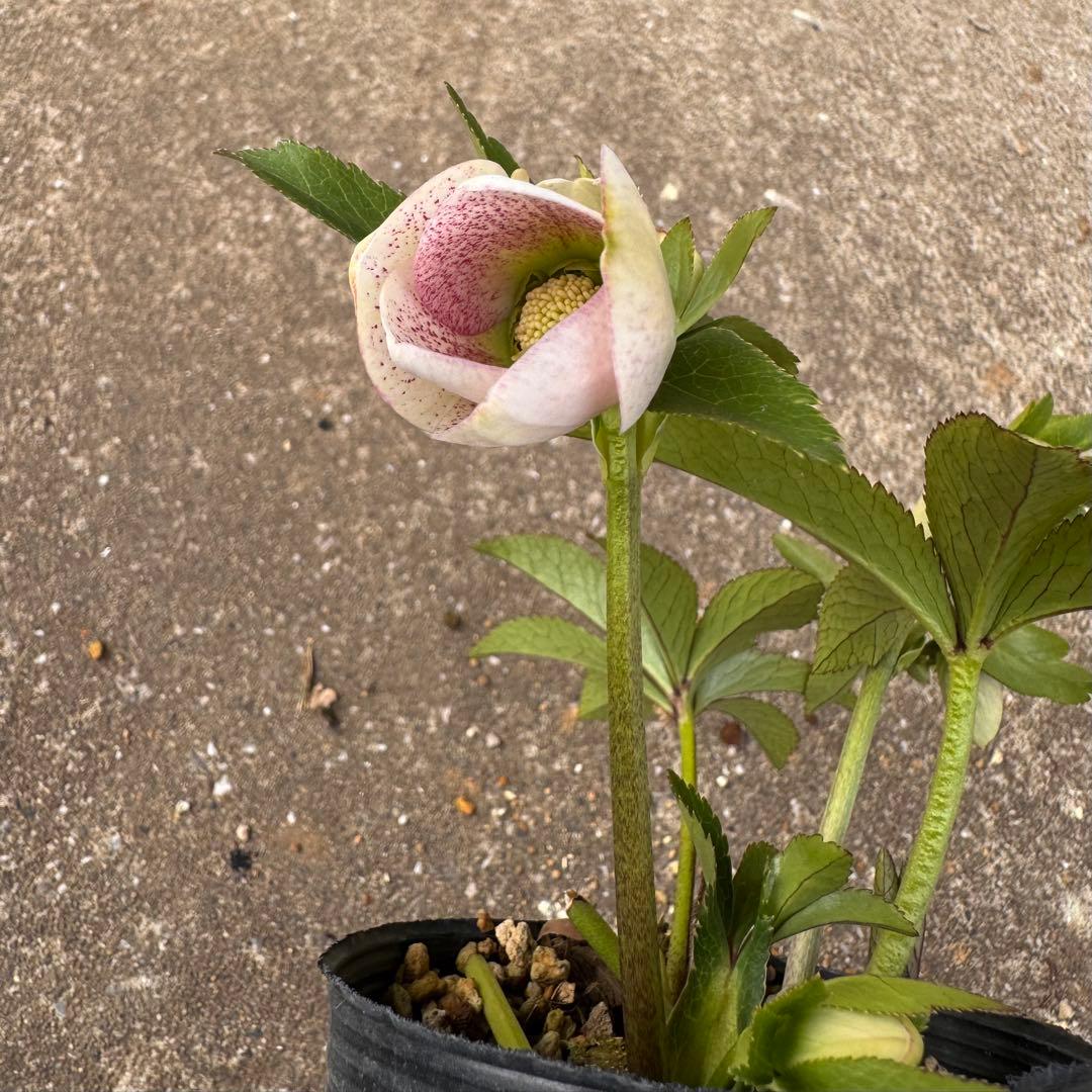 191 クリスマスローズ　開花株