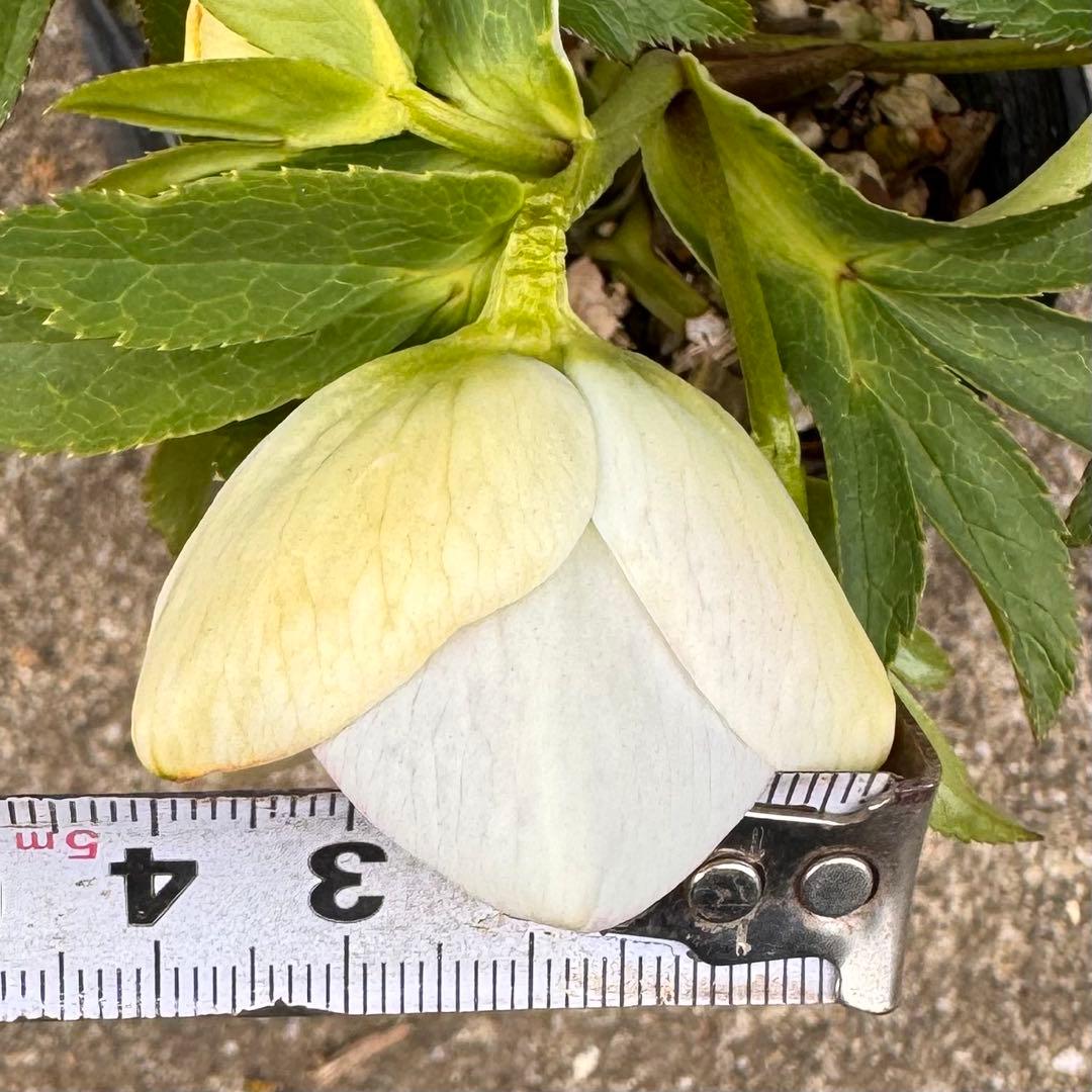 191 クリスマスローズ　開花株