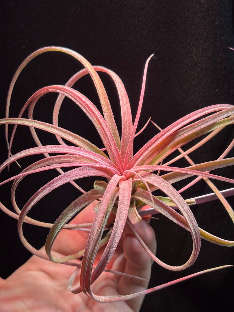 ブロメリア・エアープランツ Tillandsia 'Jumping For Joy' A31012 RFI