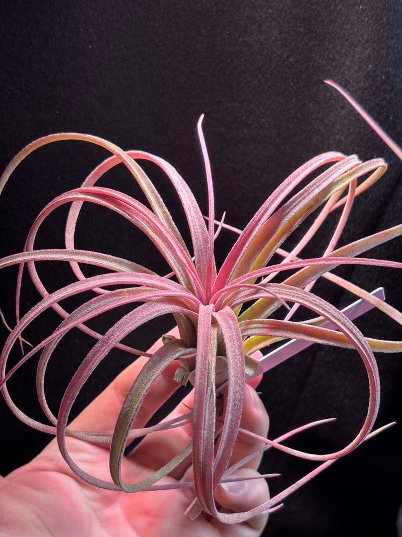 ブロメリア・エアープランツ Tillandsia 'Jumping For Joy' A31012 RFI