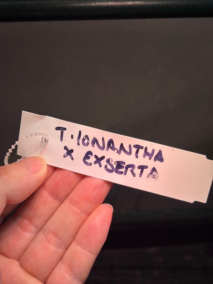 ブロメリア・エアープランツ Tillandsia 'Jumping For Joy' A31012 RFI