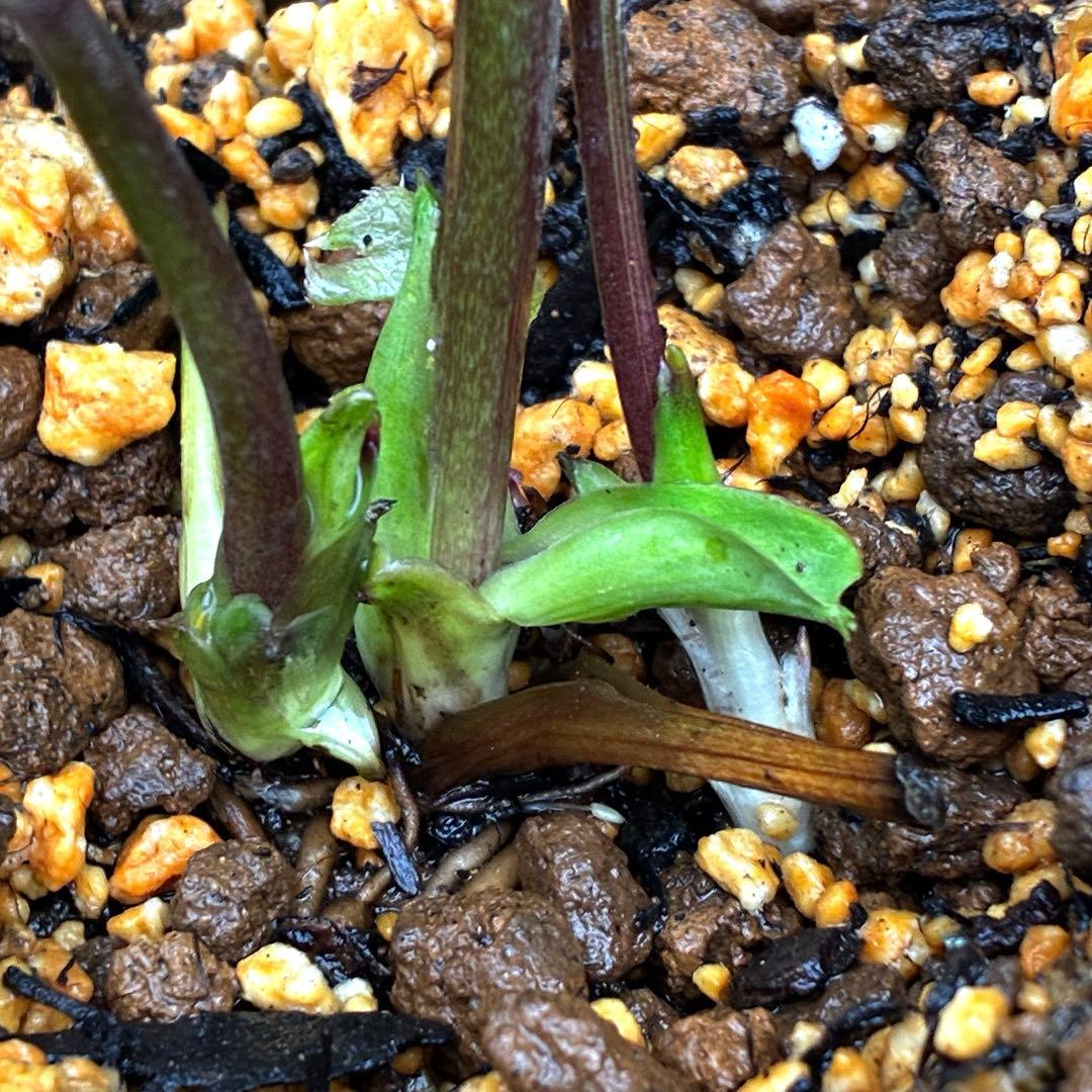 3750⭐️ペールピンク/白⭐️小輪⭐️多弁⭐️コロコロ⭐️樋口さん⭐️