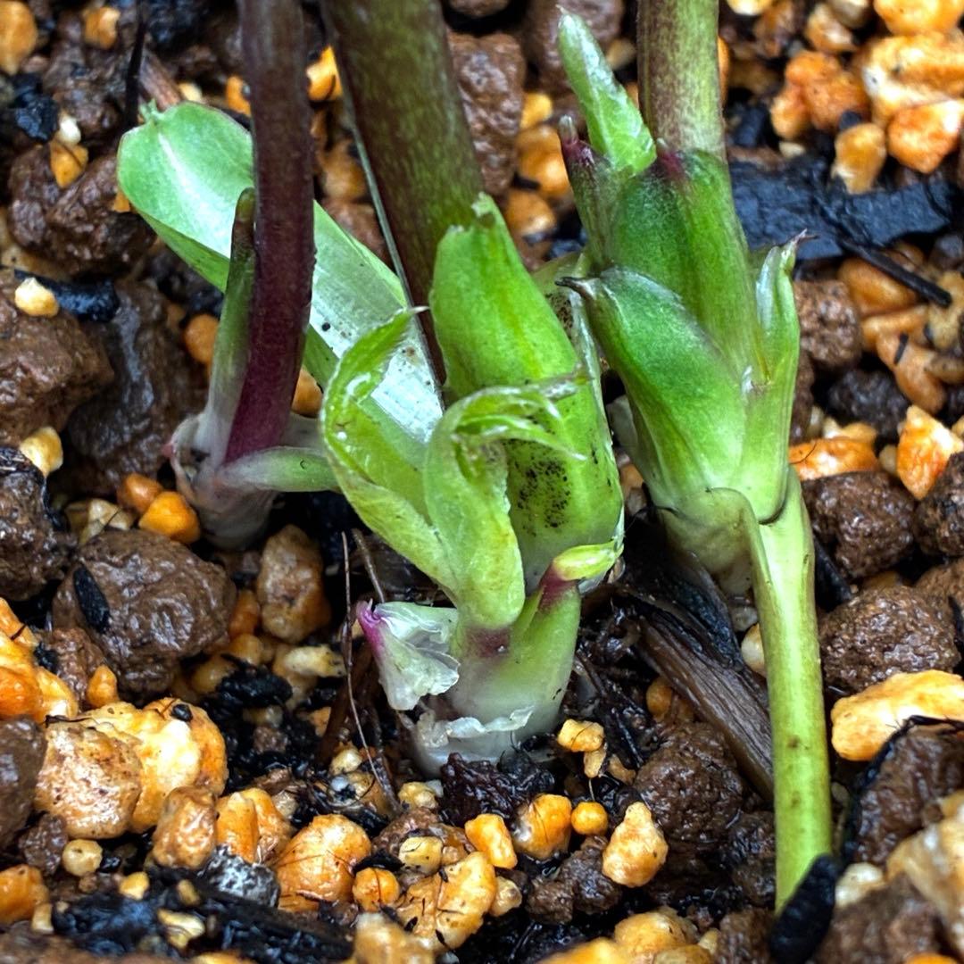 3750⭐️ペールピンク/白⭐️小輪⭐️多弁⭐️コロコロ⭐️樋口さん⭐️