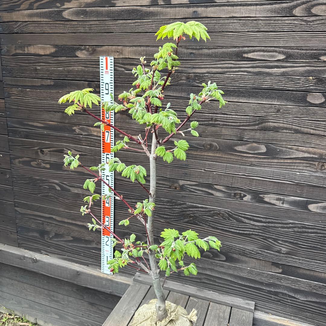 オオイタヤメイゲツ《大板屋名月》【現品】管理70287