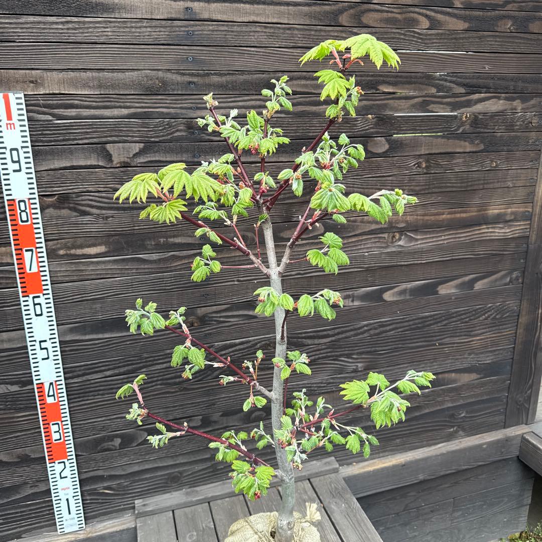 オオイタヤメイゲツ《大板屋名月》【現品】管理70287