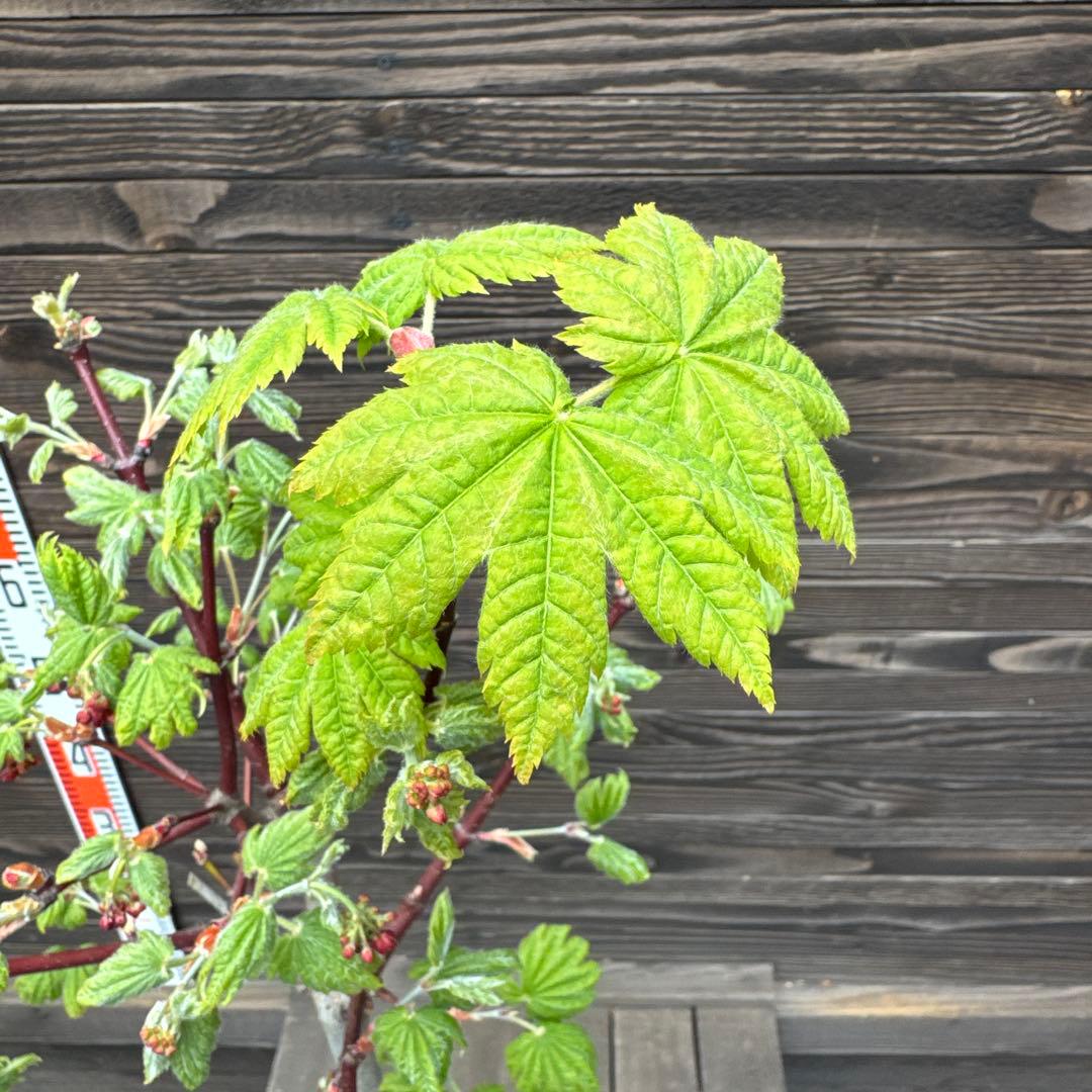 オオイタヤメイゲツ《大板屋名月》【現品】管理70287