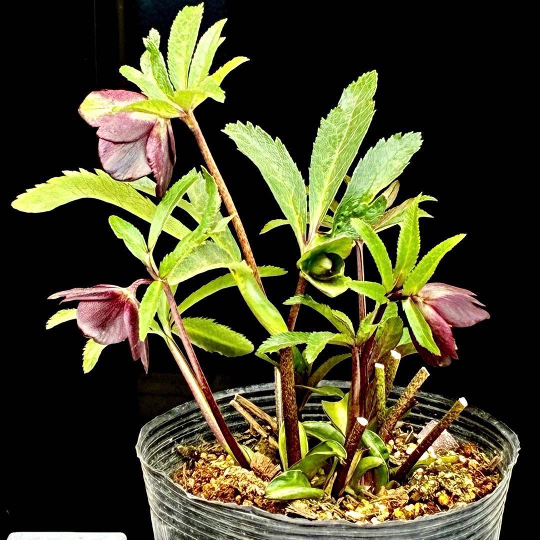 3818☘️超希少☘️プチドール⭐️小輪⭐️凄ツヤ⭐️￼フラッシュベイン⭐️コンパクト⭐️