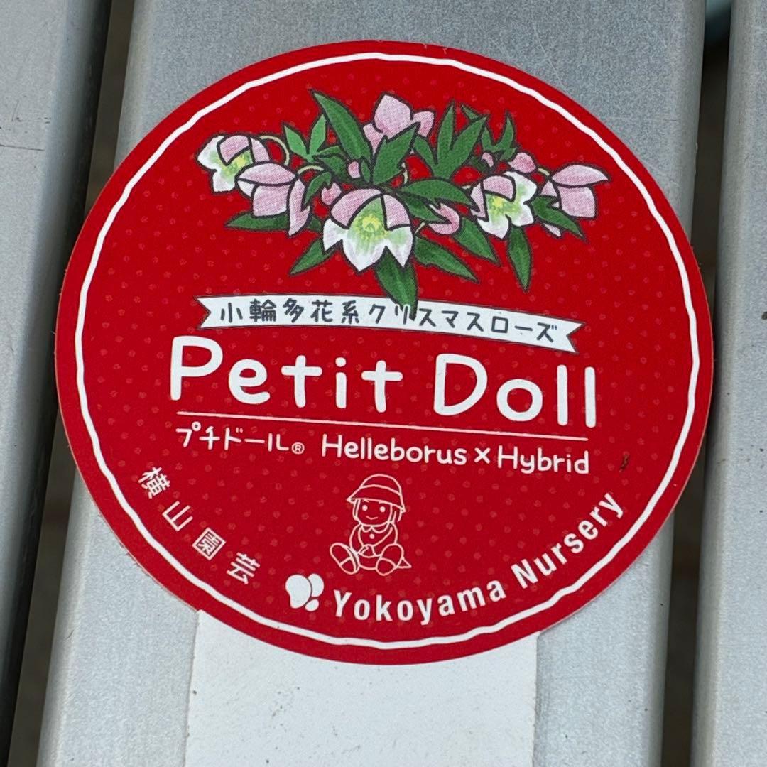 3818☘️超希少☘️プチドール⭐️小輪⭐️凄ツヤ⭐️￼フラッシュベイン⭐️コンパクト⭐️