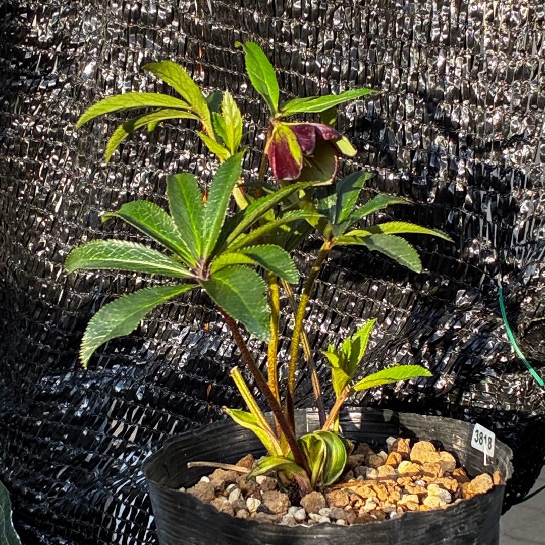 3818☘️超希少☘️プチドール⭐️小輪⭐️凄ツヤ⭐️￼フラッシュベイン⭐️コンパクト⭐️