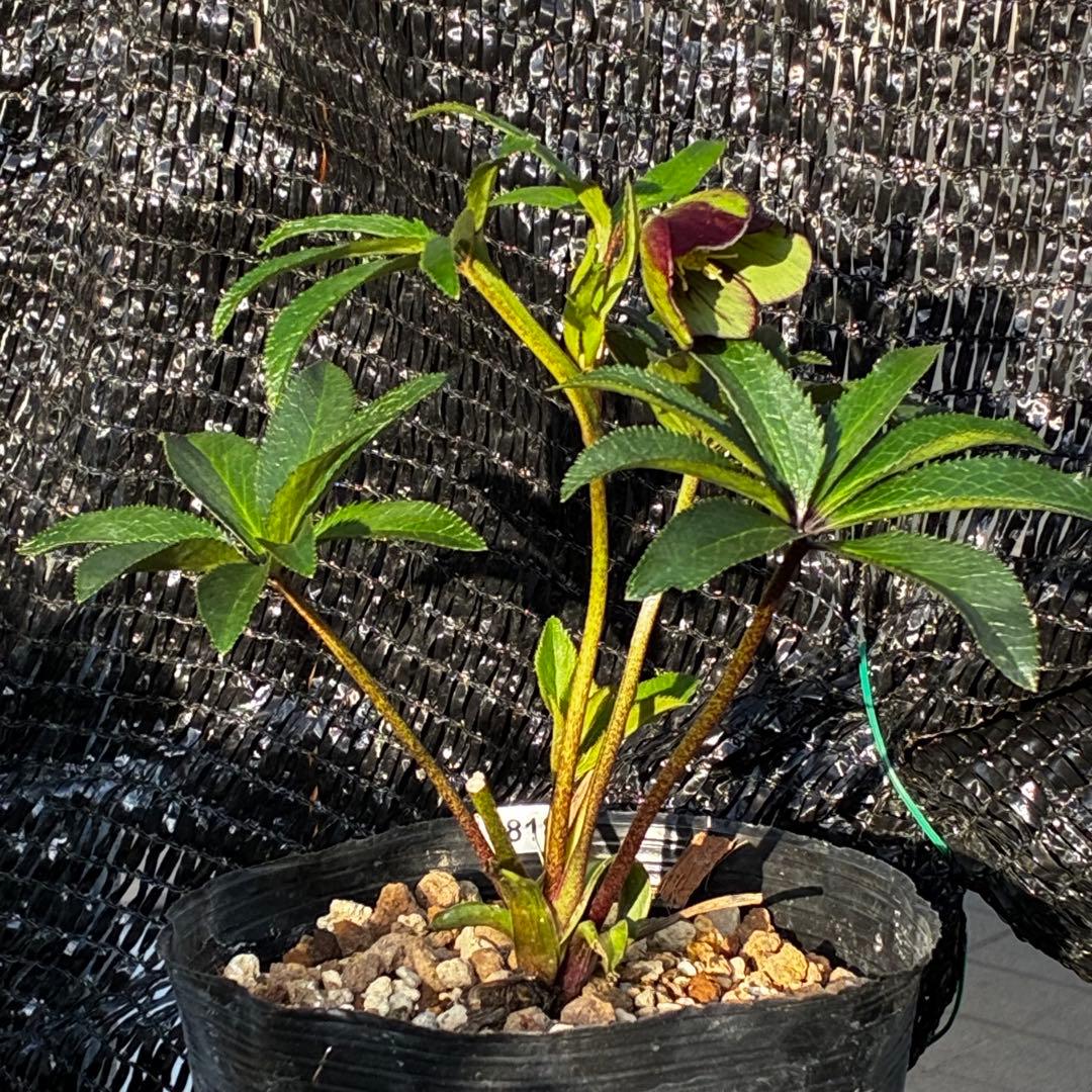 3818☘️超希少☘️プチドール⭐️小輪⭐️凄ツヤ⭐️￼フラッシュベイン⭐️コンパクト⭐️