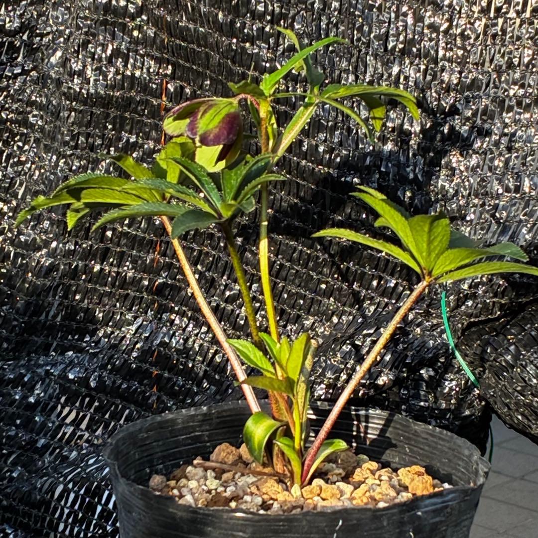 3818☘️超希少☘️プチドール⭐️小輪⭐️凄ツヤ⭐️￼フラッシュベイン⭐️コンパクト⭐️