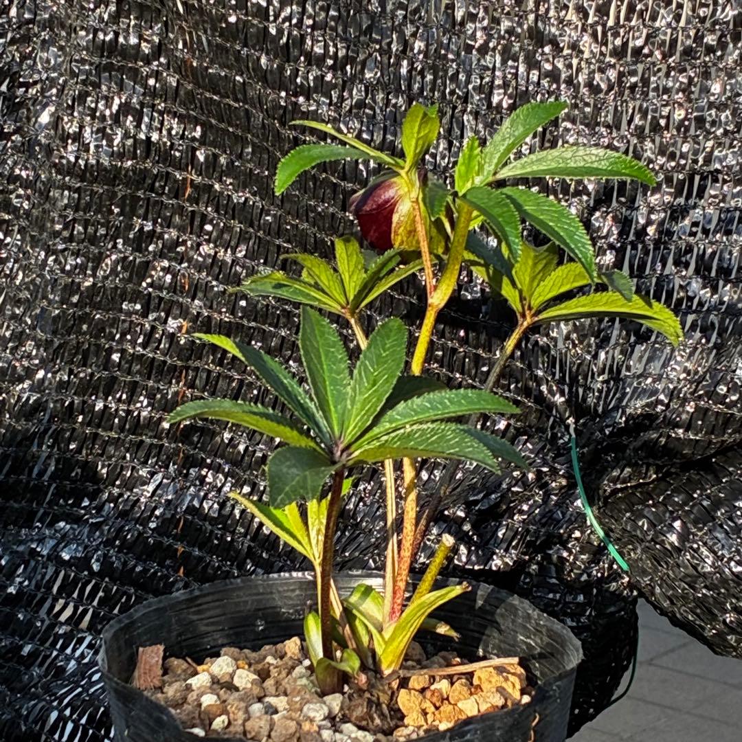 3818☘️超希少☘️プチドール⭐️小輪⭐️凄ツヤ⭐️￼フラッシュベイン⭐️コンパクト⭐️