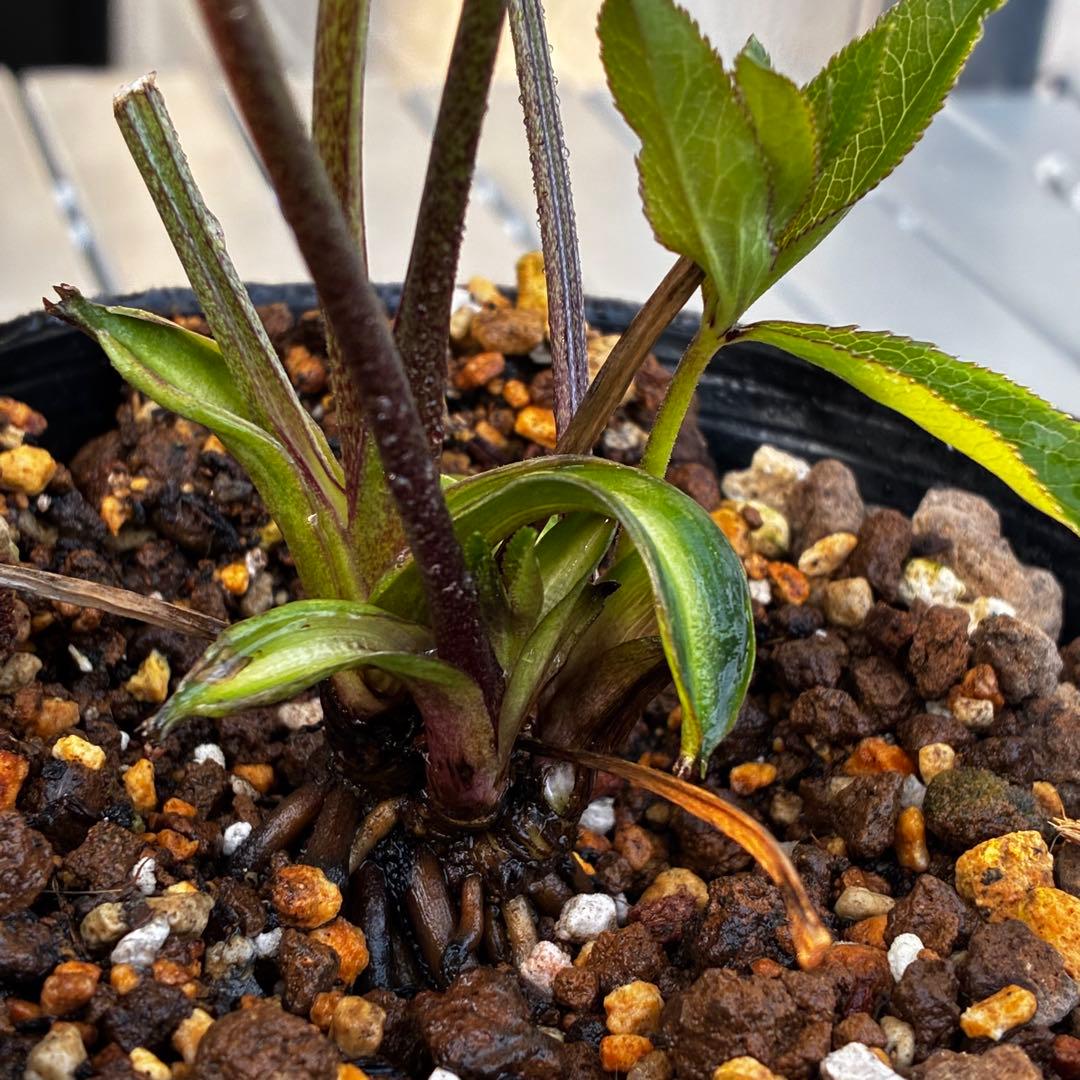 3818☘️超希少☘️プチドール⭐️小輪⭐️凄ツヤ⭐️￼フラッシュベイン⭐️コンパクト⭐️