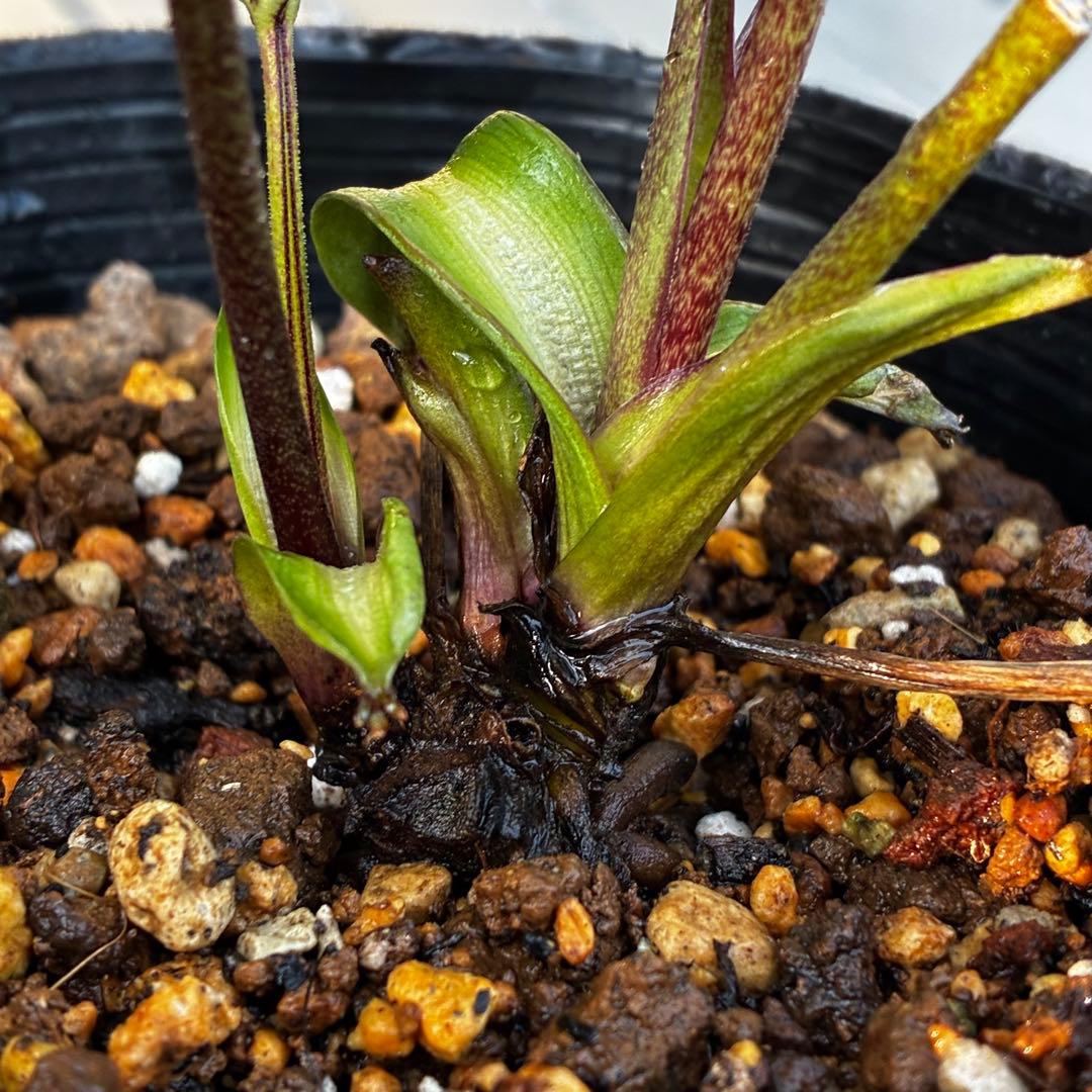 3818☘️超希少☘️プチドール⭐️小輪⭐️凄ツヤ⭐️￼フラッシュベイン⭐️コンパクト⭐️