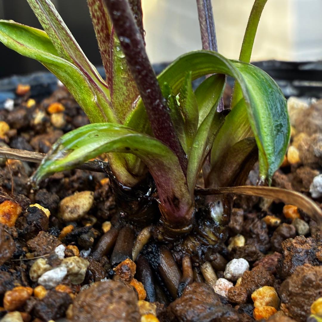 3818☘️超希少☘️プチドール⭐️小輪⭐️凄ツヤ⭐️￼フラッシュベイン⭐️コンパクト⭐️