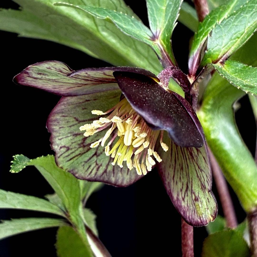 3818☘️超希少☘️プチドール⭐️小輪⭐️凄ツヤ⭐️￼フラッシュベイン⭐️コンパクト⭐️