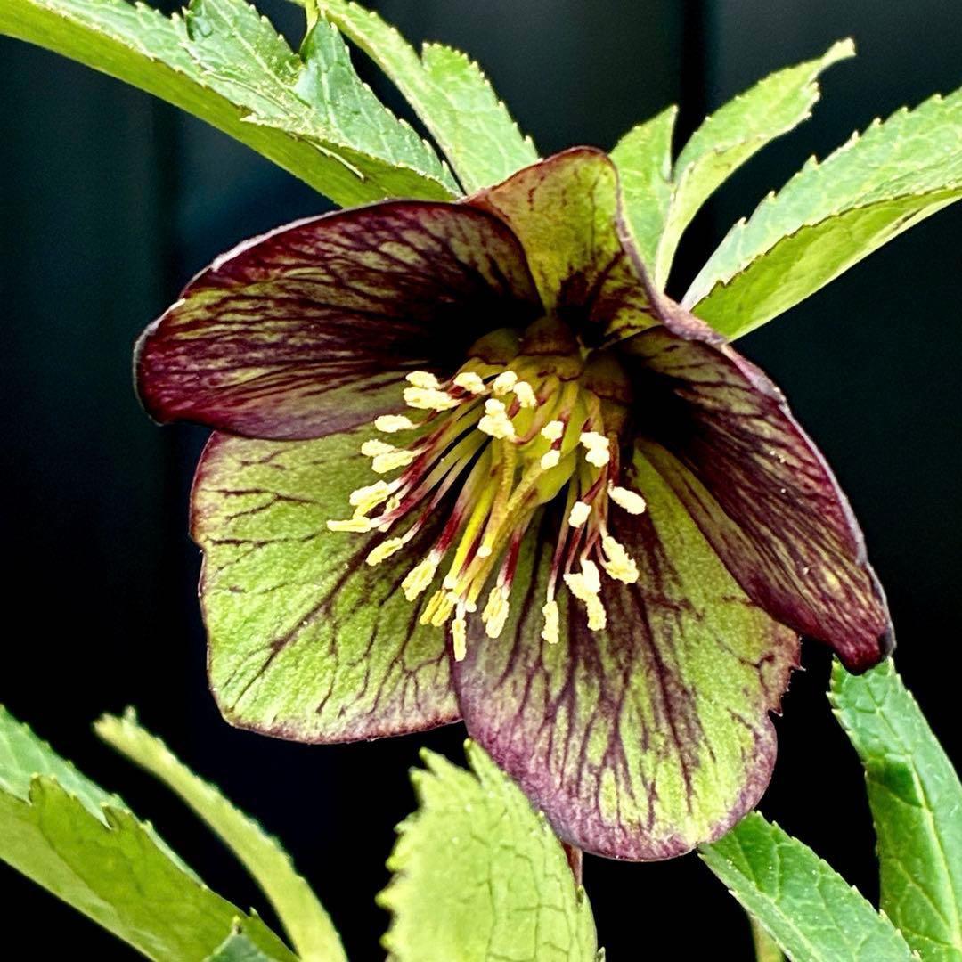 3818☘️超希少☘️プチドール⭐️小輪⭐️凄ツヤ⭐️￼フラッシュベイン⭐️コンパクト⭐️