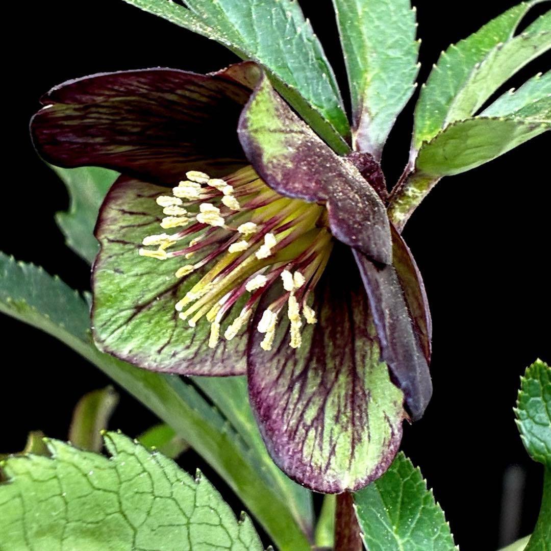 3818☘️超希少☘️プチドール⭐️小輪⭐️凄ツヤ⭐️￼フラッシュベイン⭐️コンパクト⭐️