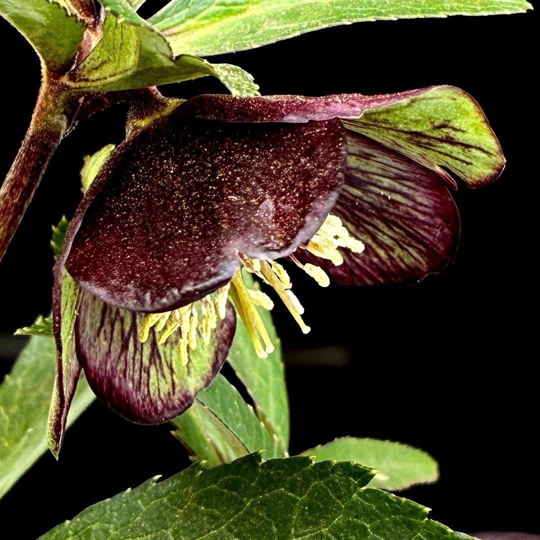 3818☘️超希少☘️プチドール⭐️小輪⭐️凄ツヤ⭐️￼フラッシュベイン⭐️コンパクト⭐️