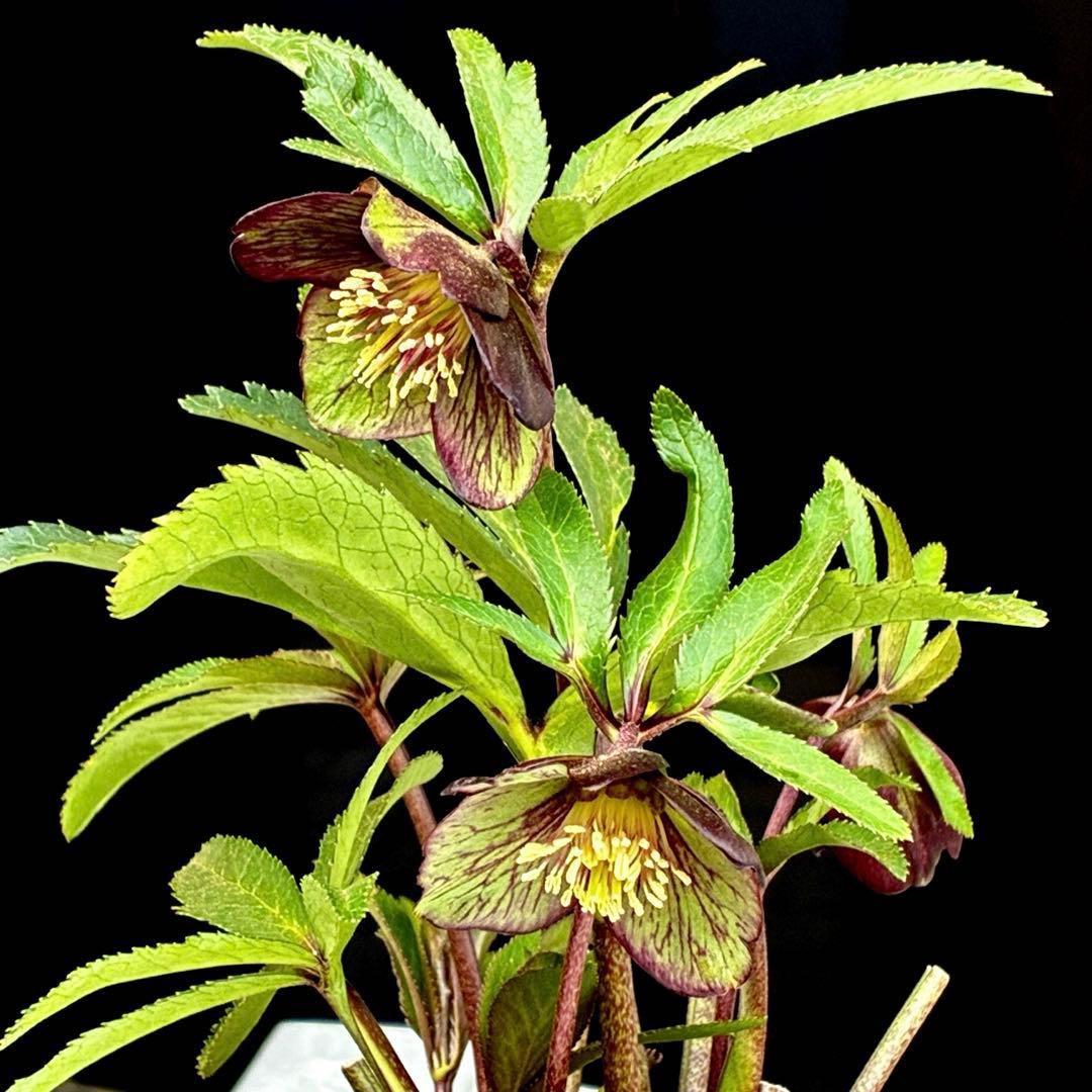 3818☘️超希少☘️プチドール⭐️小輪⭐️凄ツヤ⭐️￼フラッシュベイン⭐️コンパクト⭐️