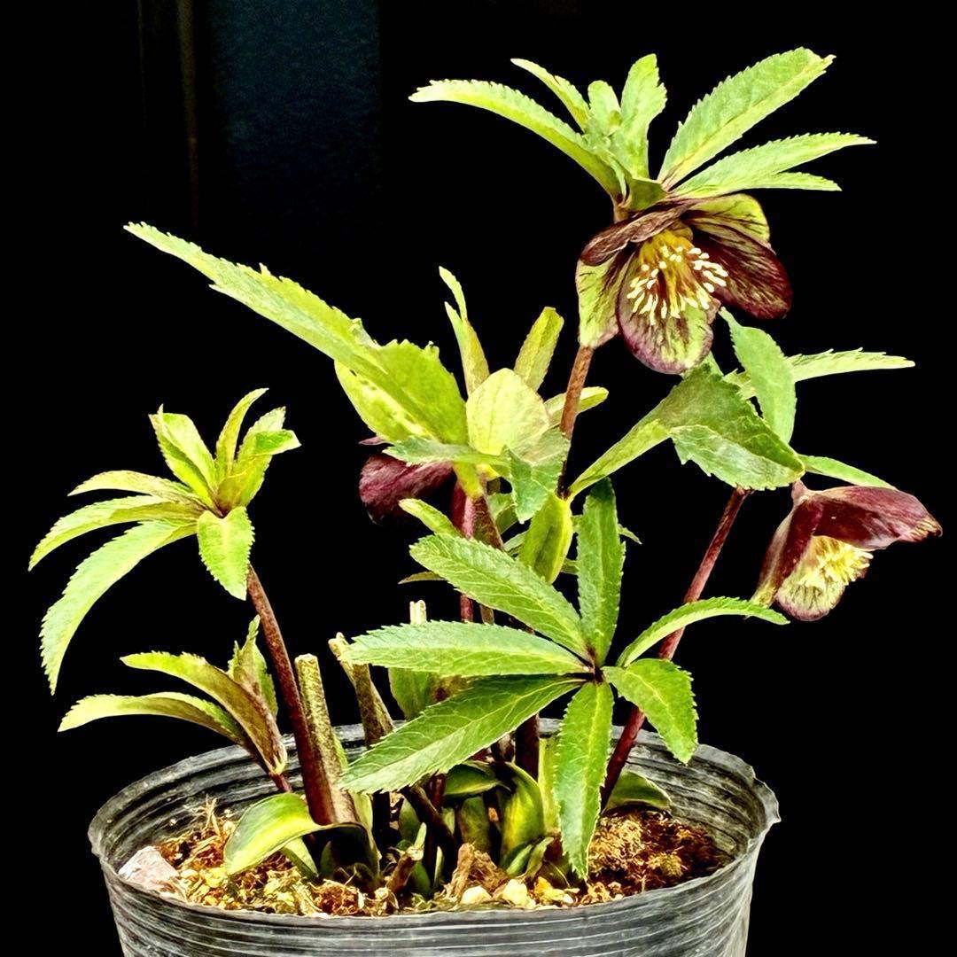 3818☘️超希少☘️プチドール⭐️小輪⭐️凄ツヤ⭐️￼フラッシュベイン⭐️コンパクト⭐️