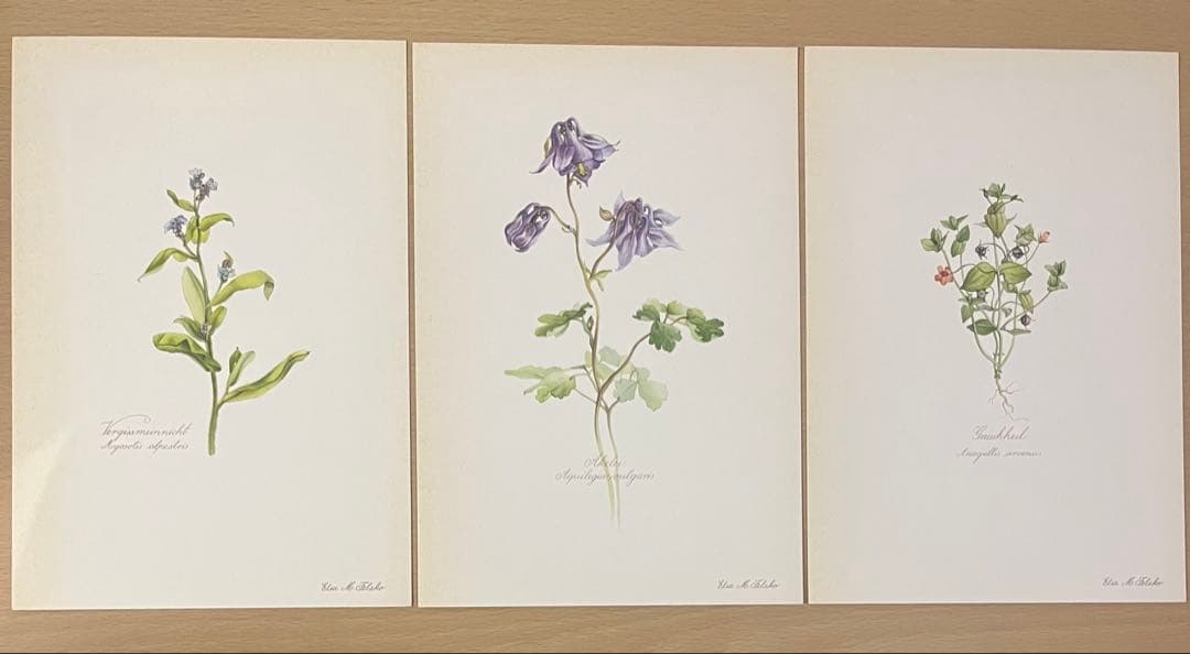 No.439ドイツ ヴィンテージ 紙もの ボタニカルアート 植物図鑑 水彩画