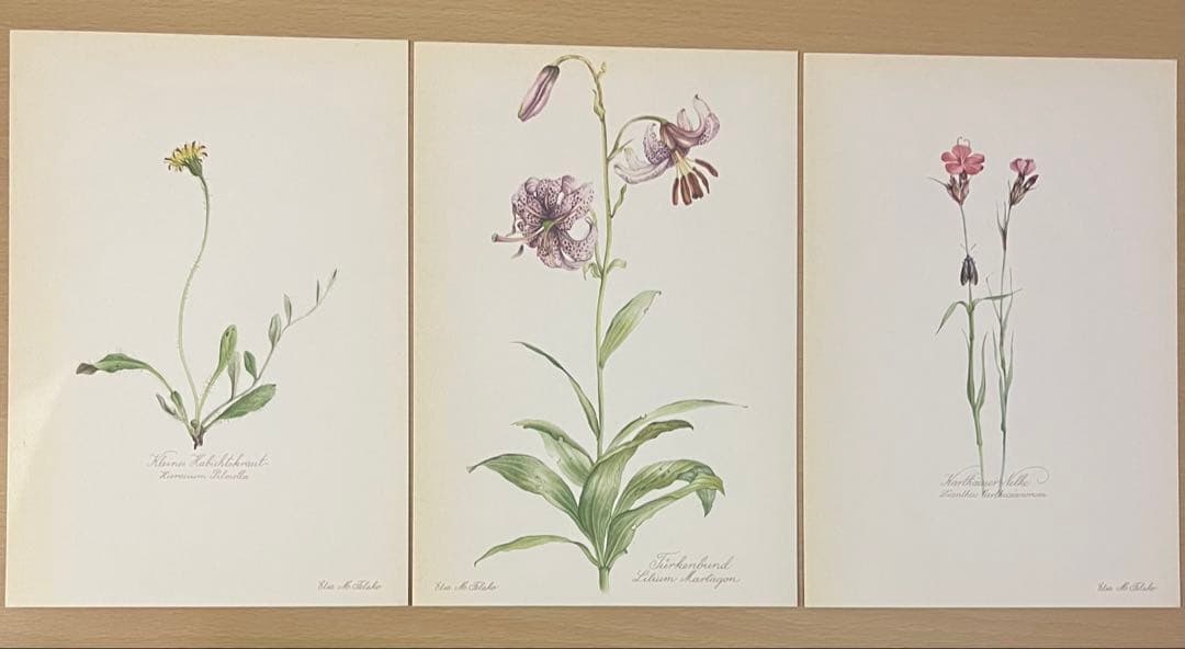 No.439ドイツ ヴィンテージ 紙もの ボタニカルアート 植物図鑑 水彩画