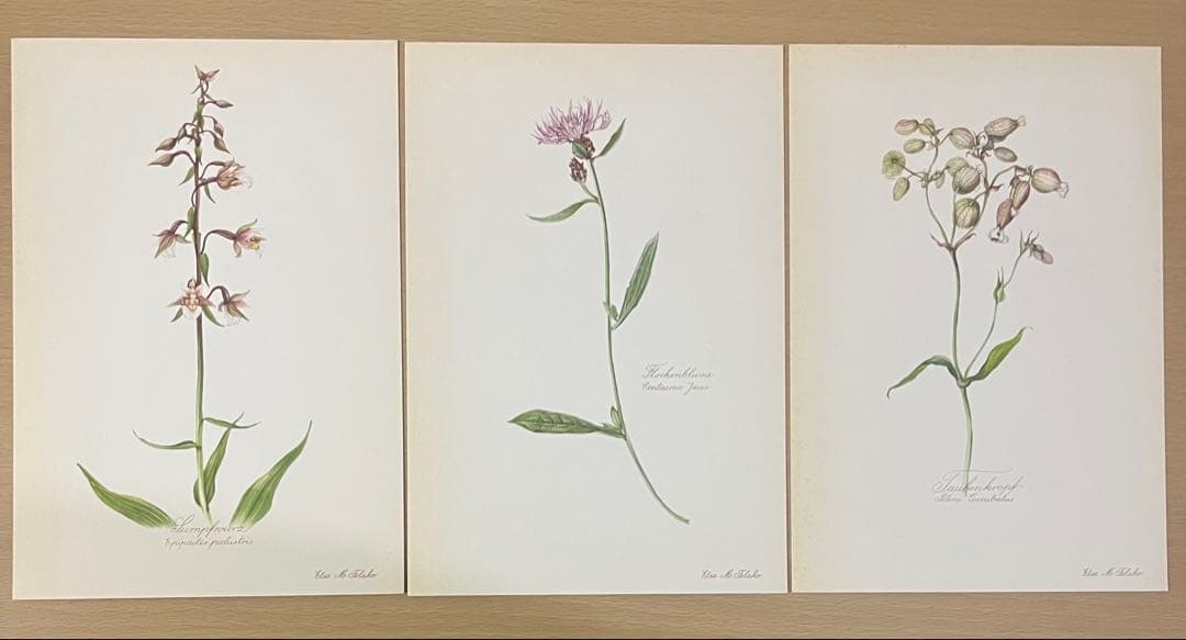 No.439ドイツ ヴィンテージ 紙もの ボタニカルアート 植物図鑑 水彩画