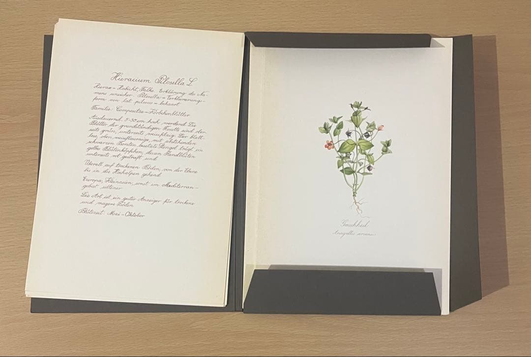 No.439ドイツ ヴィンテージ 紙もの ボタニカルアート 植物図鑑 水彩画