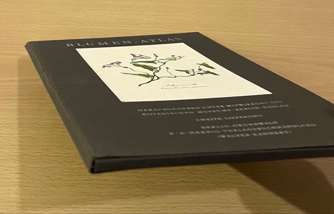 No.439ドイツ ヴィンテージ 紙もの ボタニカルアート 植物図鑑 水彩画