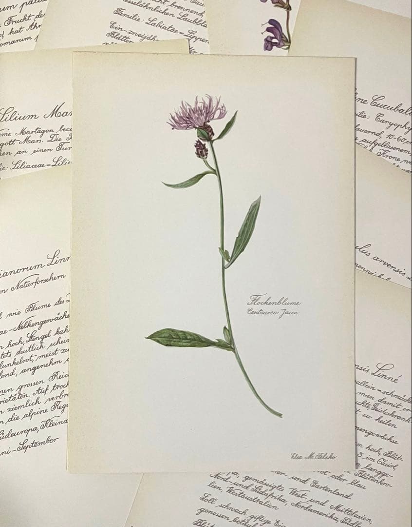 No.439ドイツ ヴィンテージ 紙もの ボタニカルアート 植物図鑑 水彩画