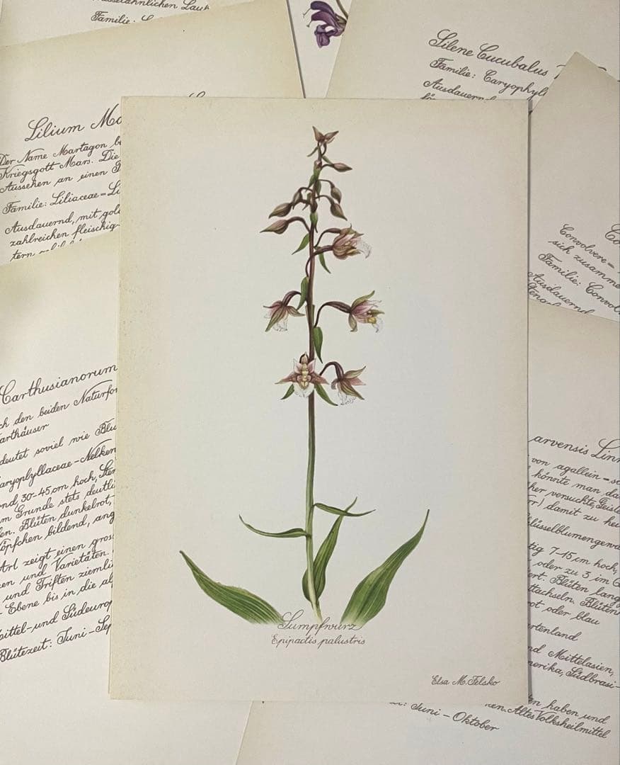 No.439ドイツ ヴィンテージ 紙もの ボタニカルアート 植物図鑑 水彩画