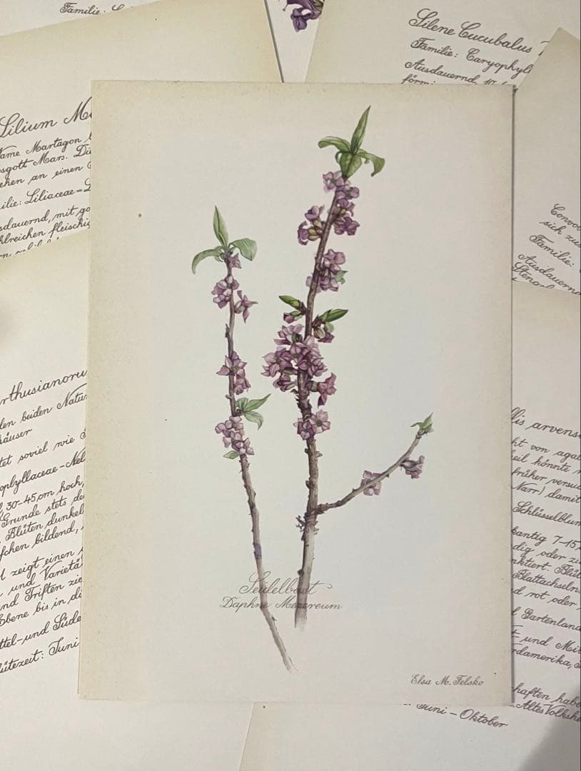 No.439ドイツ ヴィンテージ 紙もの ボタニカルアート 植物図鑑 水彩画