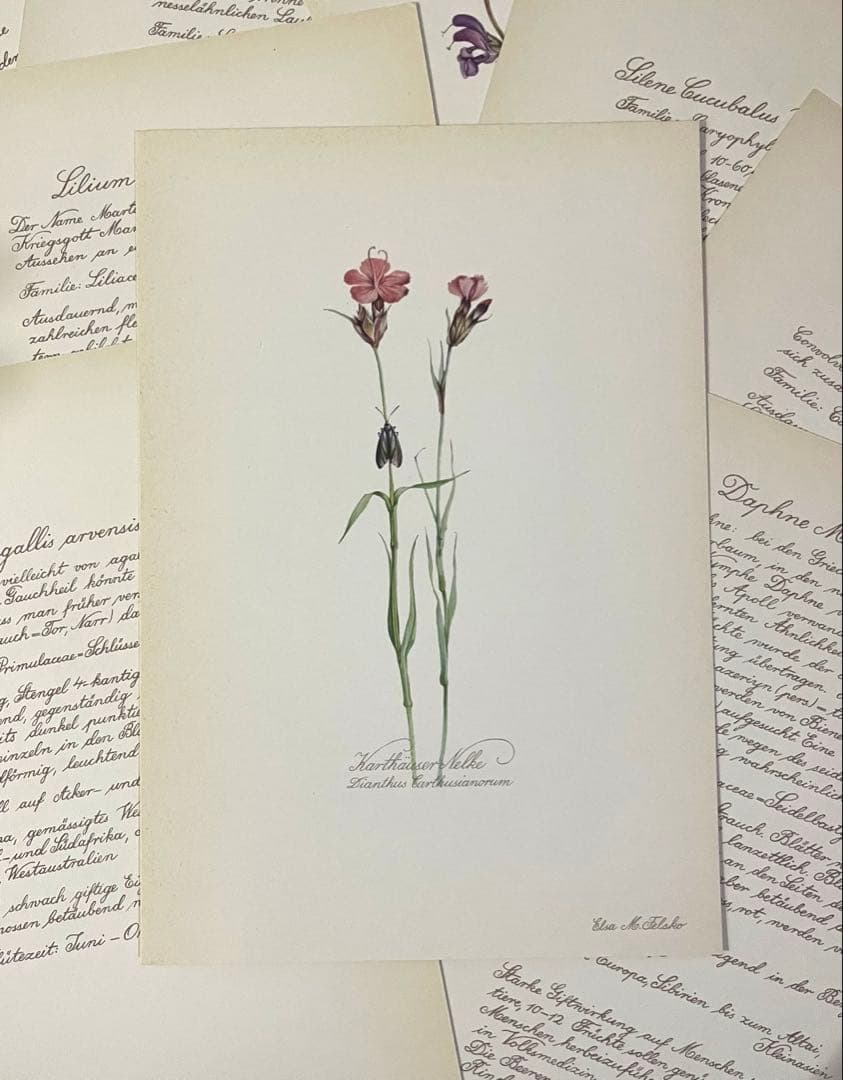 No.439ドイツ ヴィンテージ 紙もの ボタニカルアート 植物図鑑 水彩画